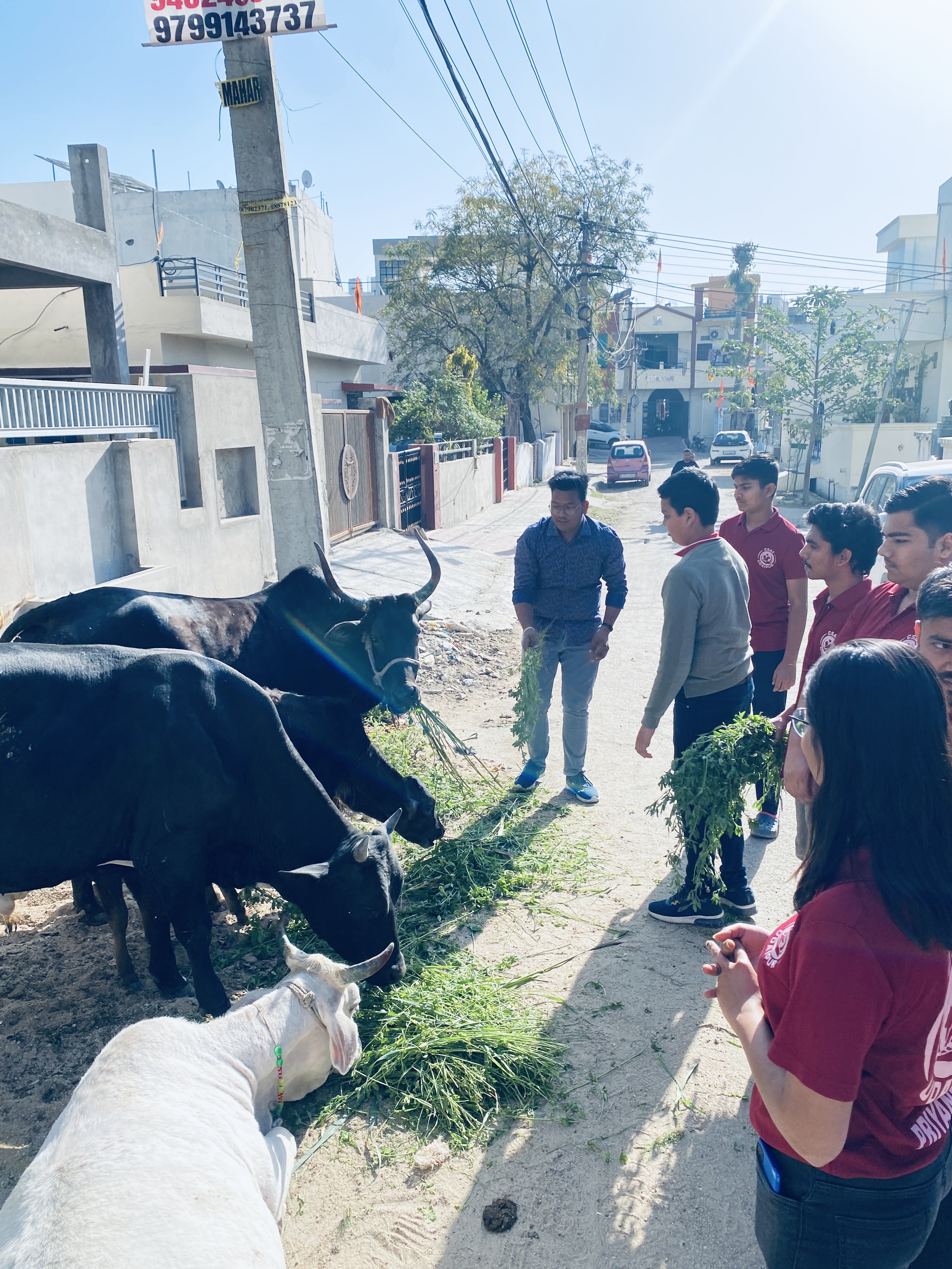 गौ बचाव टीम