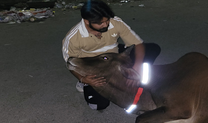 गौ माता बचाव कार्य