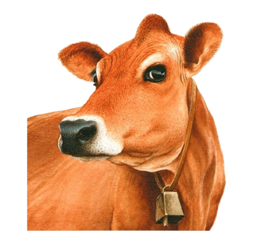 Left Cow Image