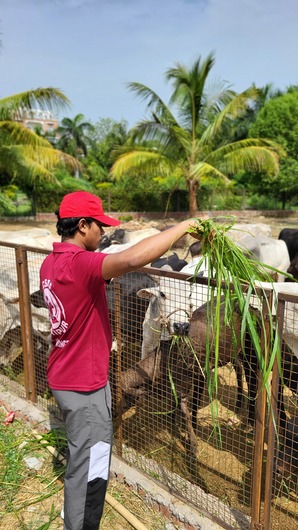 गाय की सेवा