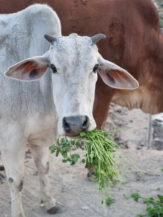 गाय की सुरक्षा